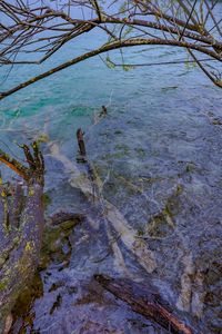 High angle view of ducks in water