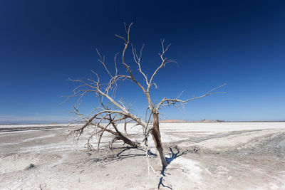 Bare tree on desert against blue sky