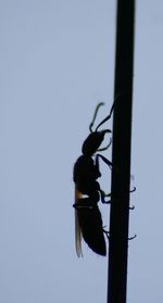 Low angle view of bird perching on wall