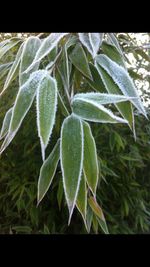 leaf