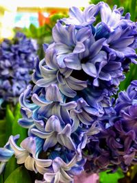 Close-up of purple flowering plant