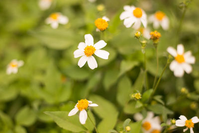 Close-up of white flowering plants