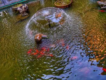 High angle view of fish swimming in lake