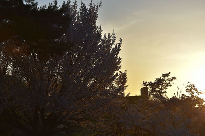 Trees against sky during sunset