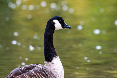 Portrait of a canadian goose...