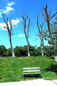 Trees against clear sky