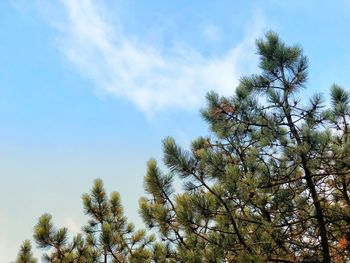 Low angle view of tree against sky