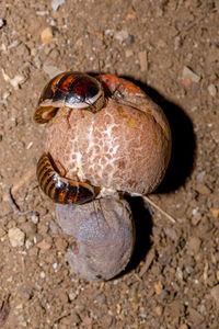 High angle view of turtle on ground