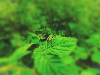 Close-up of insect on leaf