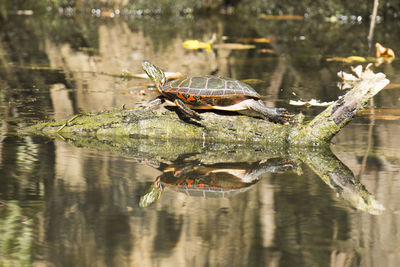 View of crab on driftwood by lake