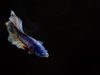 Close-up of fish swimming in sea