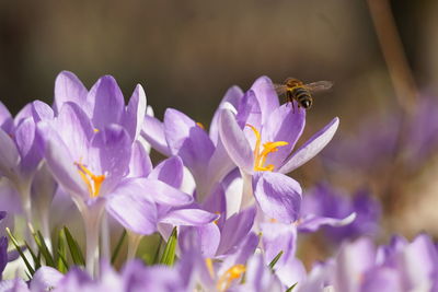 Close-up of purple crocus flowers with flying bee