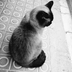 High angle view of cat sitting on floor