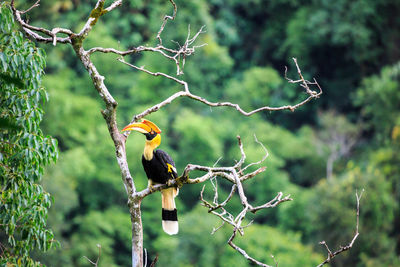 Bird perching on a branch