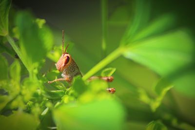 Close-up of insect on plant