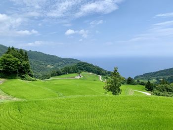 Scenic view of agricultural field against sky