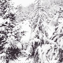 Snow covered trees in forest