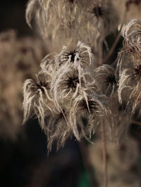 Close-up of dried plant