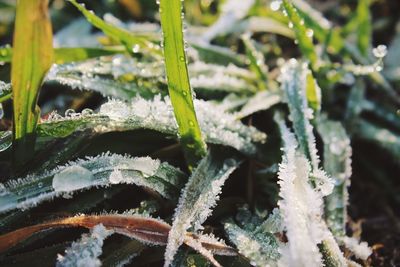 Close-up of fresh plants on snow