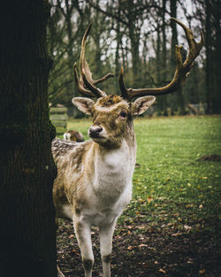 Deer standing on tree trunk