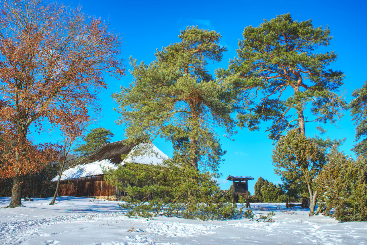 tree, plant, snow, winter, nature, cold temperature, sky, beauty in nature, blue, scenics - nature, land, landscape, environment, architecture, no people, tranquility, day, tranquil scene, clear sky, built structure, building, sunlight, outdoors, house, travel destinations, building exterior, non-urban scene, mountain, pinaceae, white, coniferous tree, pine tree, travel, frozen, sunny, hut, idyllic, field
