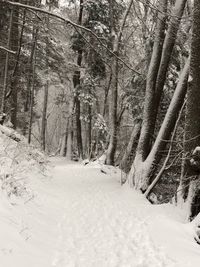 Trees in snow covered land