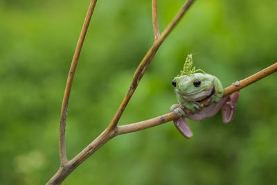 Close-up of lizard on tree