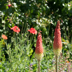 Close-up of rooster perching on red flowers