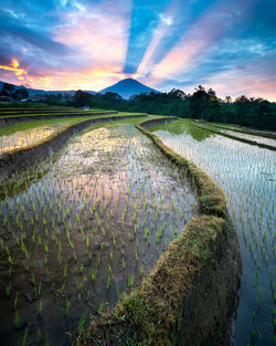 Scenic view of agricultural field during sunset