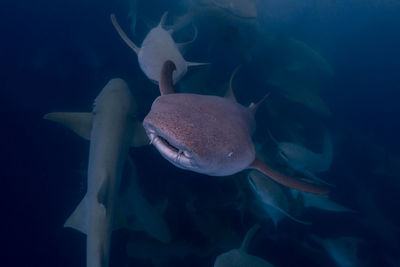 Close-up of fish swimming in aquarium