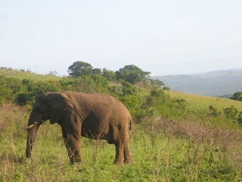 Side view of elephant on landscape