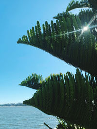 Close-up of sea against clear sky on sunny day