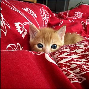 Portrait of cat relaxing on sofa