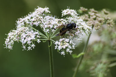 Close-up of insect on purple flowering plant