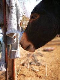 Close-up of cow on field