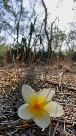 Close-up of yellow crocus flower on field