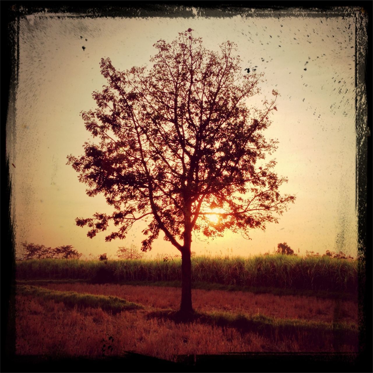 tree, tranquility, field, tranquil scene, transfer print, landscape, nature, sunset, beauty in nature, scenics, auto post production filter, growth, bare tree, silhouette, branch, sky, clear sky, grass, non-urban scene, outdoors