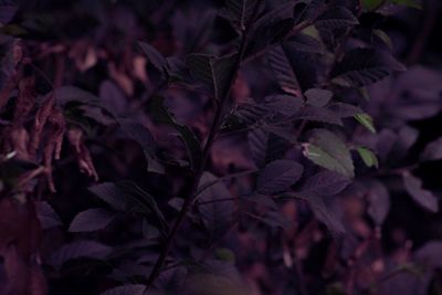 Full frame shot of plants