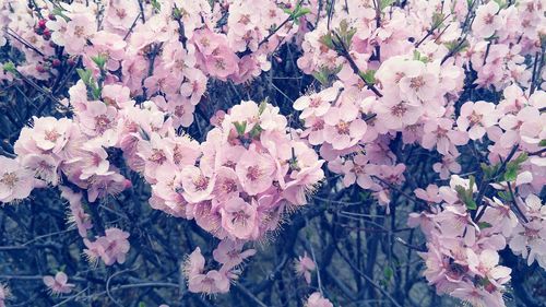 High angle view of pink cherry blossom