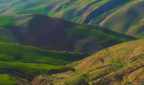 Scenic view of green landscape
