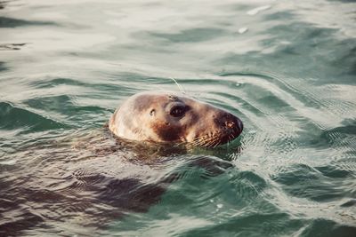 Close-up of seal swimming in sea