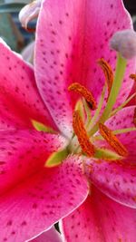 Detail of pink flower