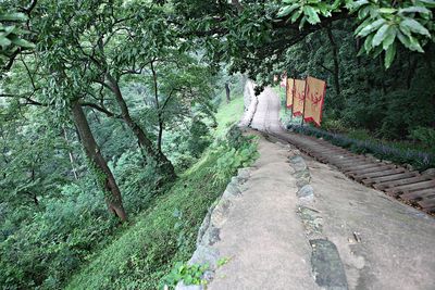 Footpath amidst trees