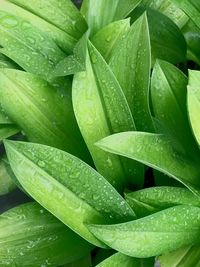 Full frame shot of wet leaves