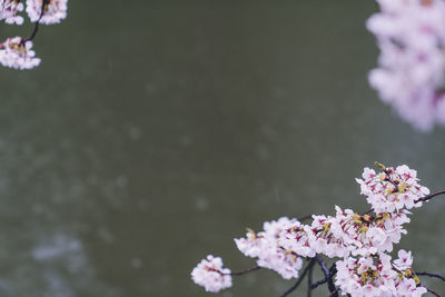 Close-up of pink cherry blossoms