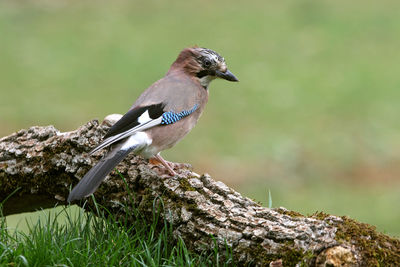 Close-up of bird perching on branch