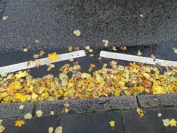 High angle view of yellow autumn leaves on road