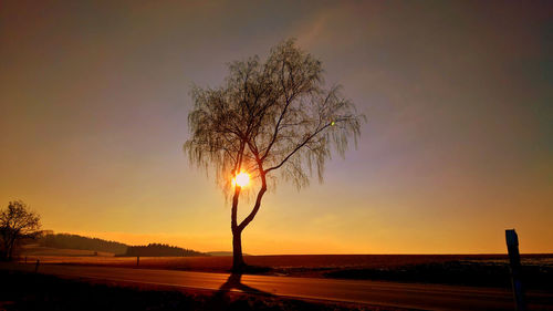 Silhouette tree against sky during sunset