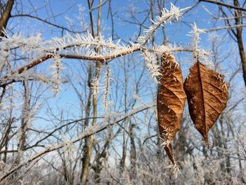 Low angle view of bare trees during winter