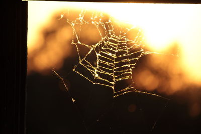 Close-up of spider web